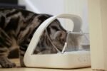 Sure Petcare -SureFlap – SureFeed – Microchip Pet Feeder – Selective-Automatic Pet Feeder Makes Meal Times Stress-Free, Suitable for Both Wet and Dry Food – MPF001 - Image 3