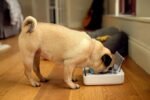 Sure Petcare – SureFeed – Motion Activated Sealed Pet Bowl – NOT Microchip Activated - Image 2