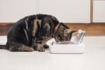 Sure Petcare – SureFeed – Motion Activated Sealed Pet Bowl – NOT Microchip Activated - Image 4